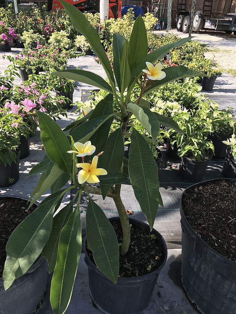 plumeria-rubra-nosegay-frangipani