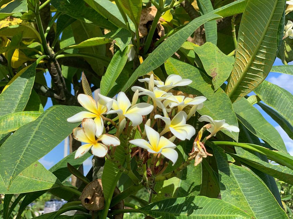 plumeria-rubra-nosegay-frangipani