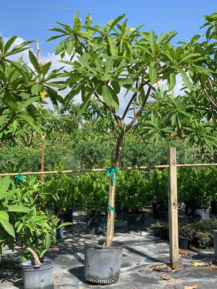 plumeria-rubra-nosegay-frangipani