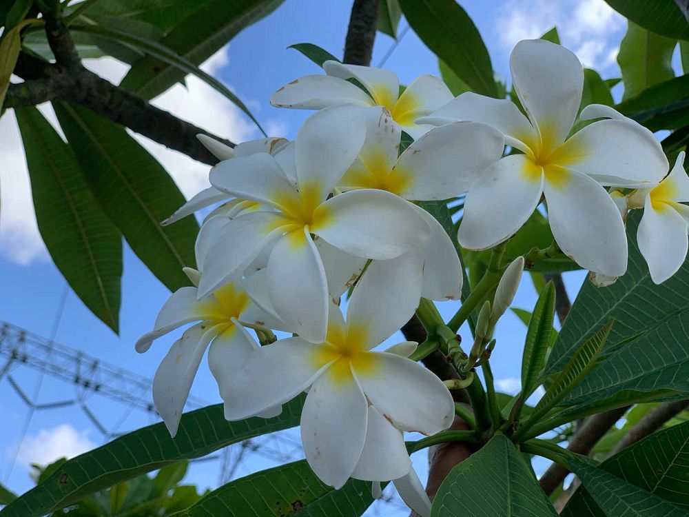 plumeria-rubra-nosegay-frangipani