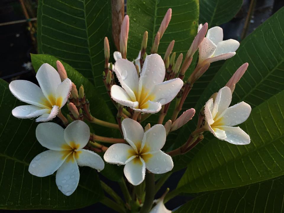 plumeria-rubra-nosegay-frangipani