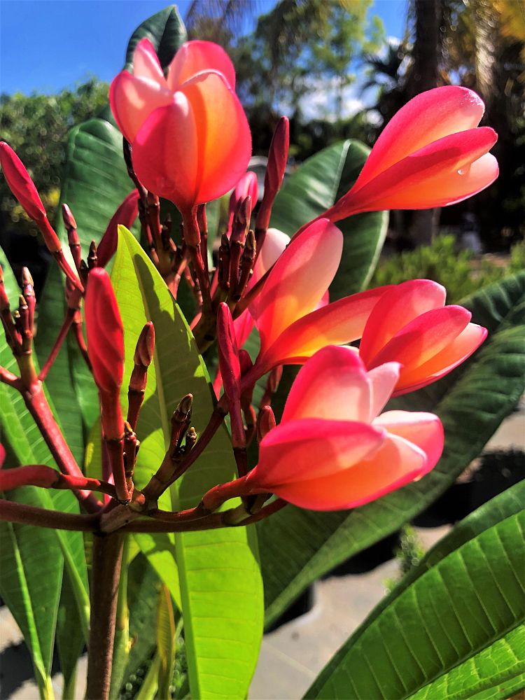plumeria-rubra-nosegay-frangipani