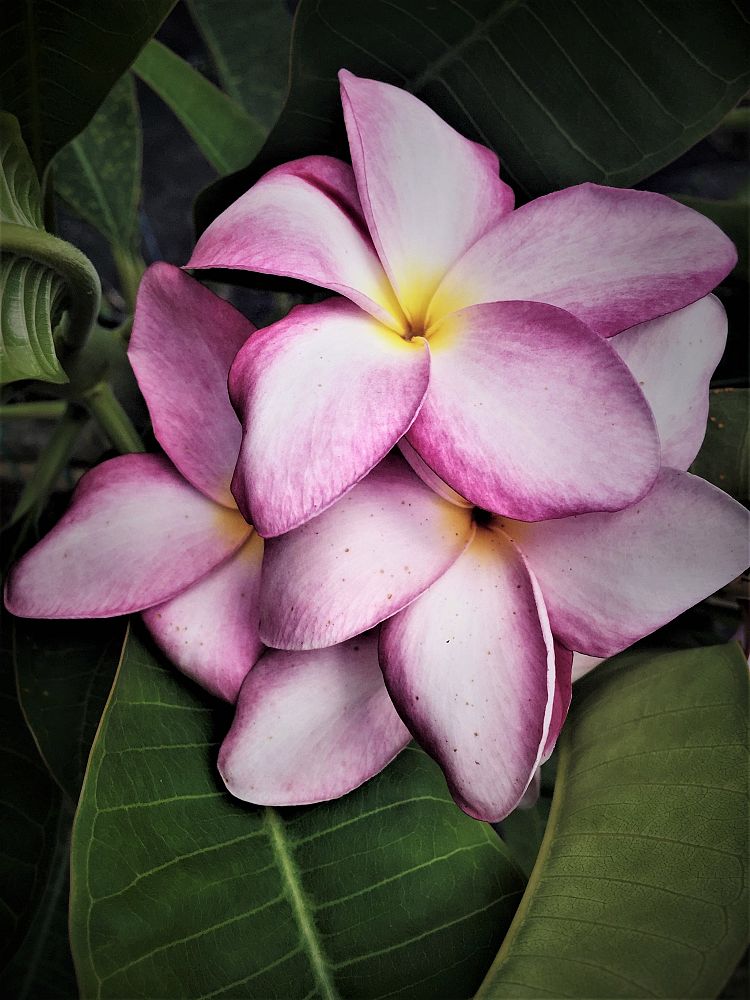 plumeria-rubra-nosegay-frangipani