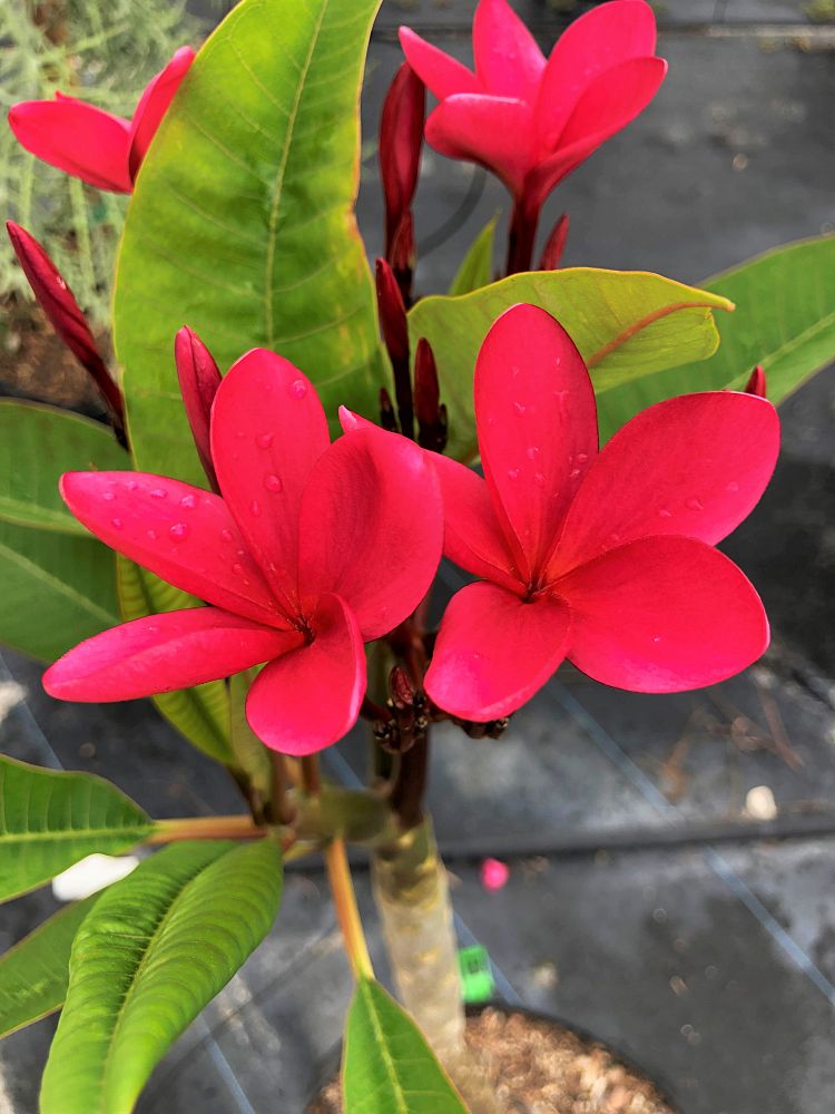 plumeria-rubra-nosegay-frangipani