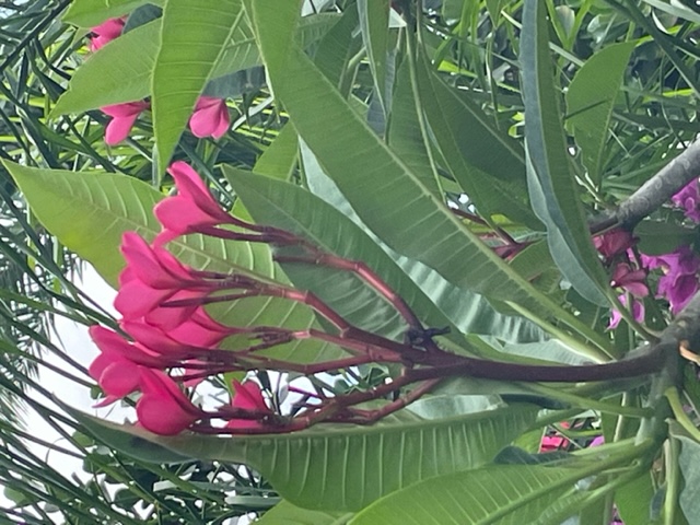 plumeria