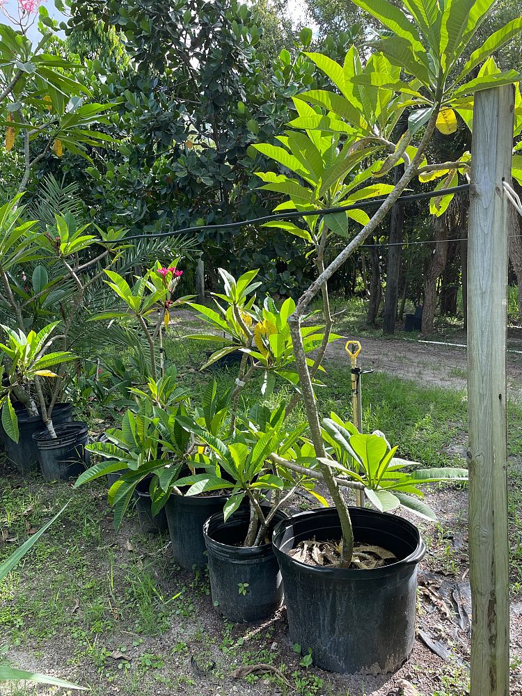 plumeria