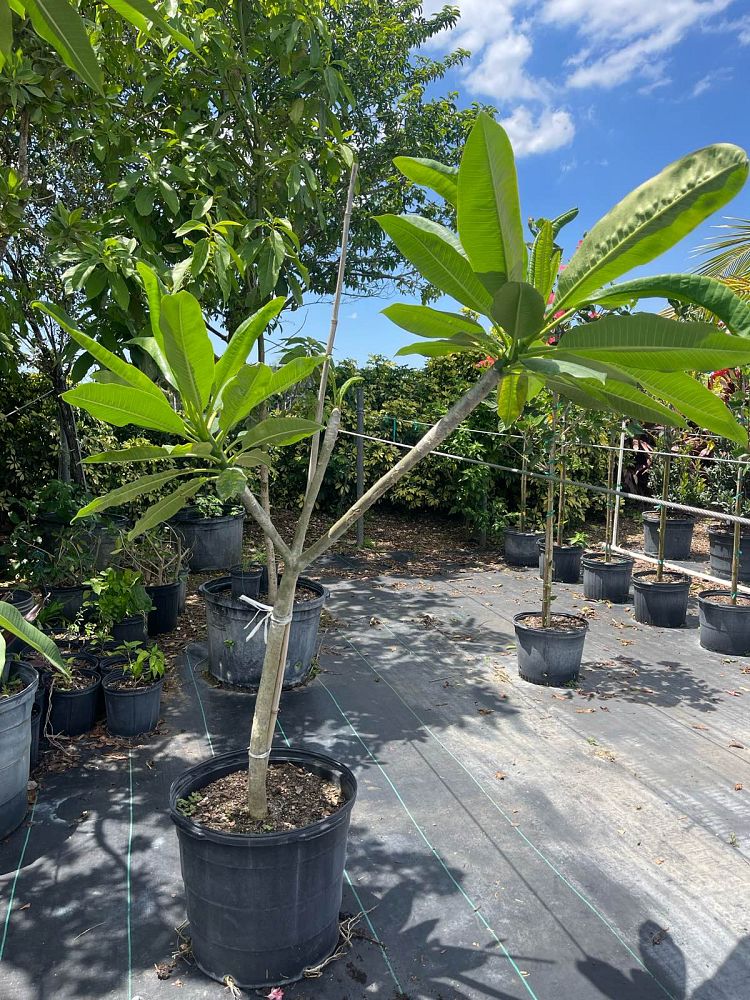 plumeria