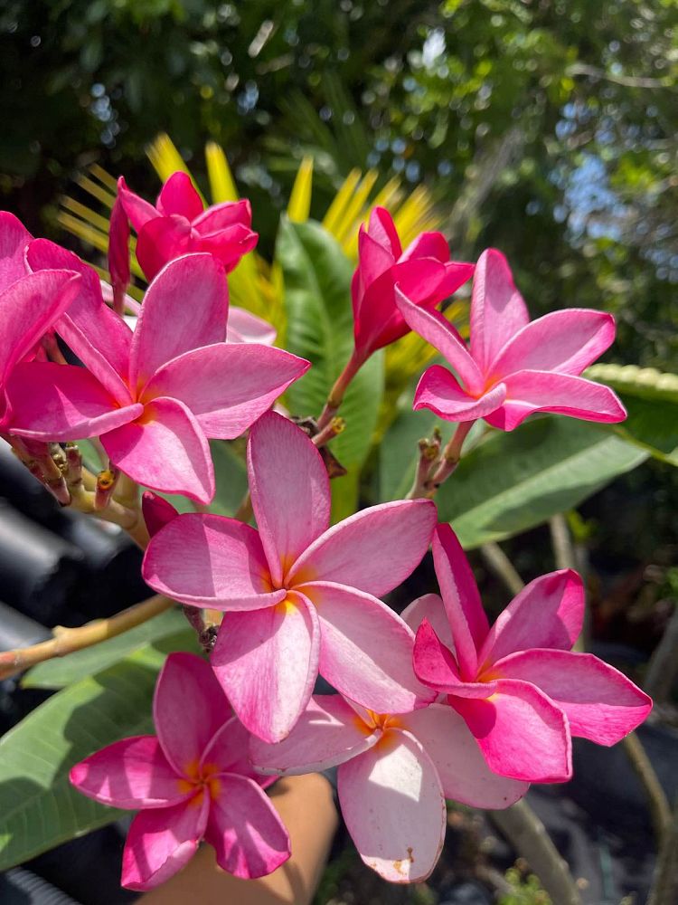 plumeria