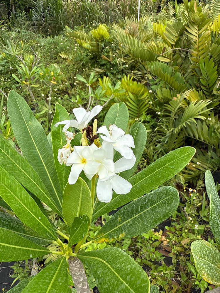 plumeria