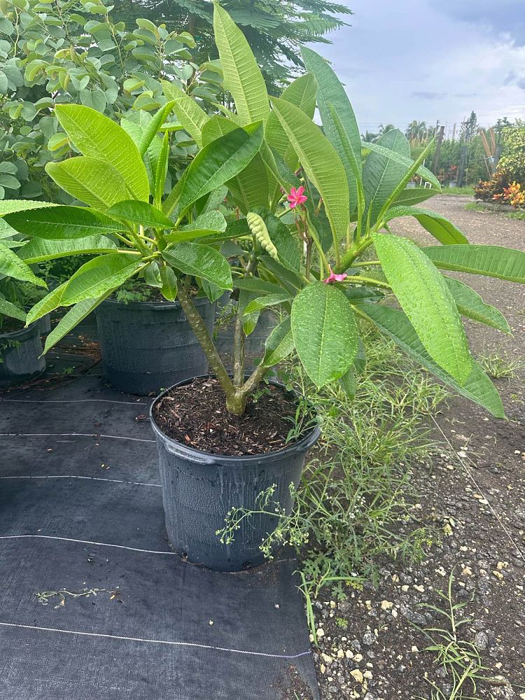 plumeria