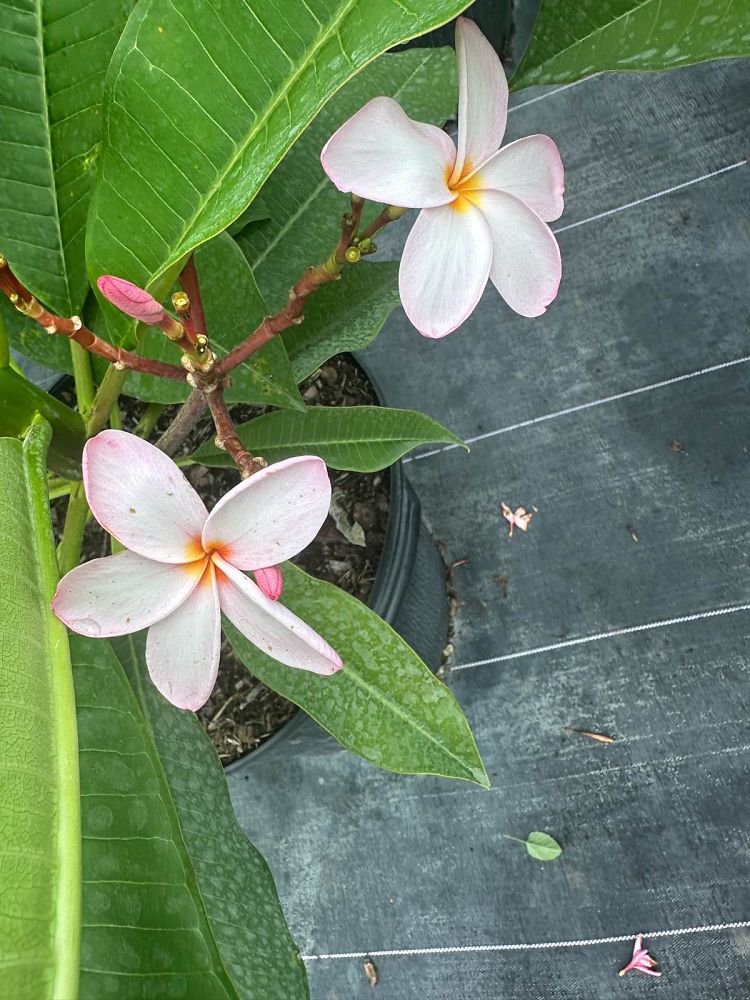 plumeria
