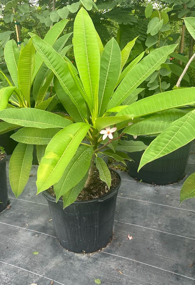 plumeria