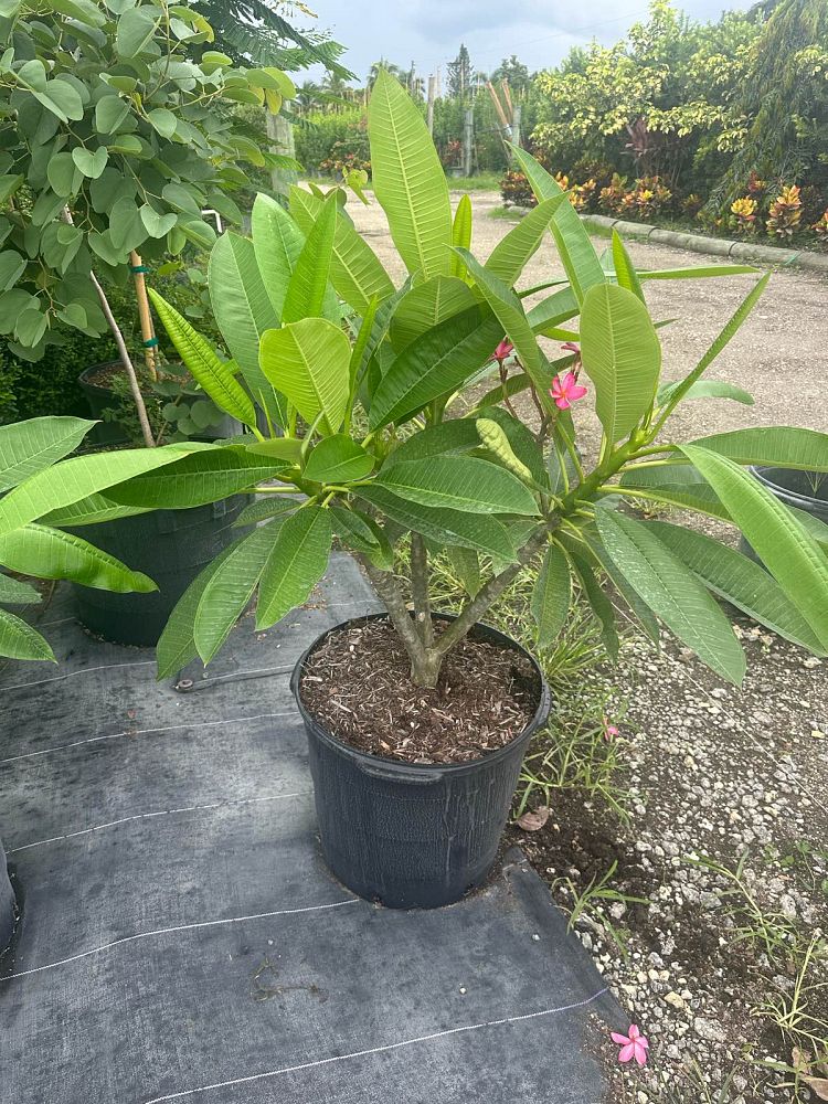 plumeria