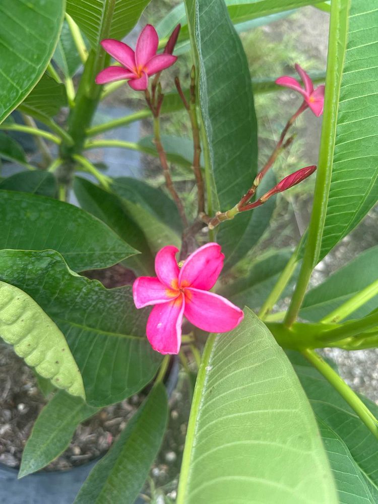 plumeria