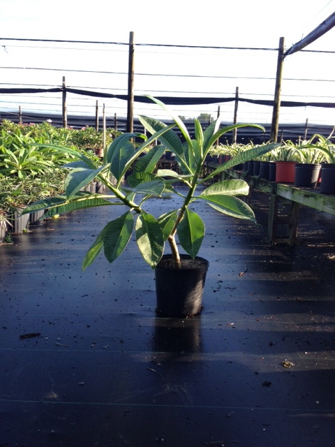 plumeria-spp-frangipani