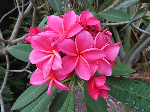 plumeria-spp-frangipani
