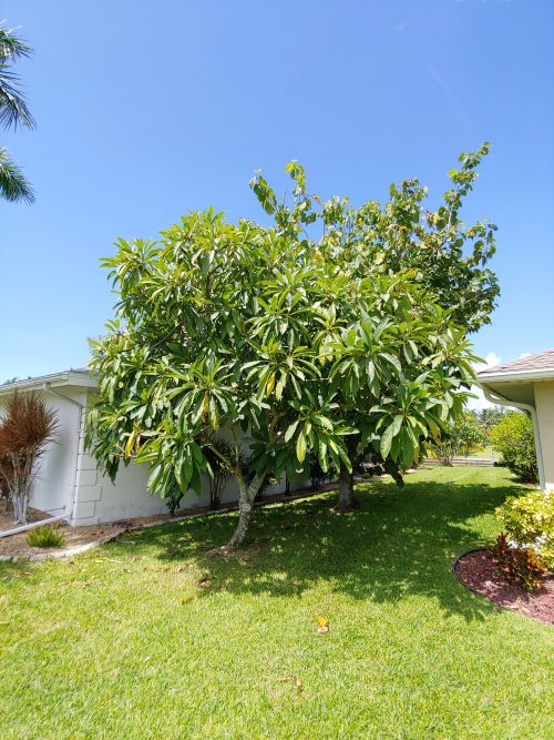 plumeria-spp-frangipani