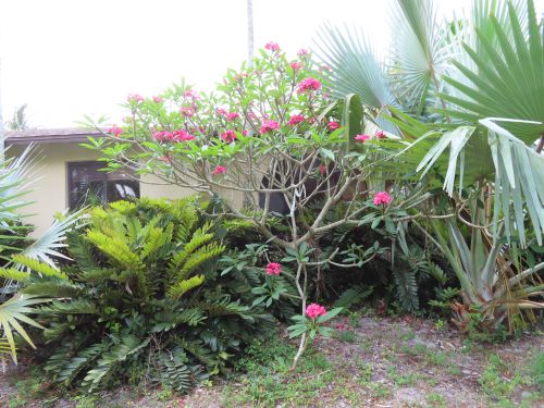 plumeria-spp-frangipani