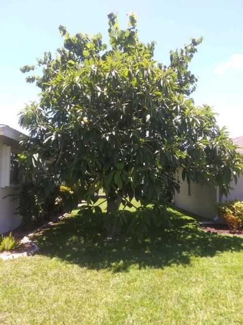 plumeria-spp-frangipani