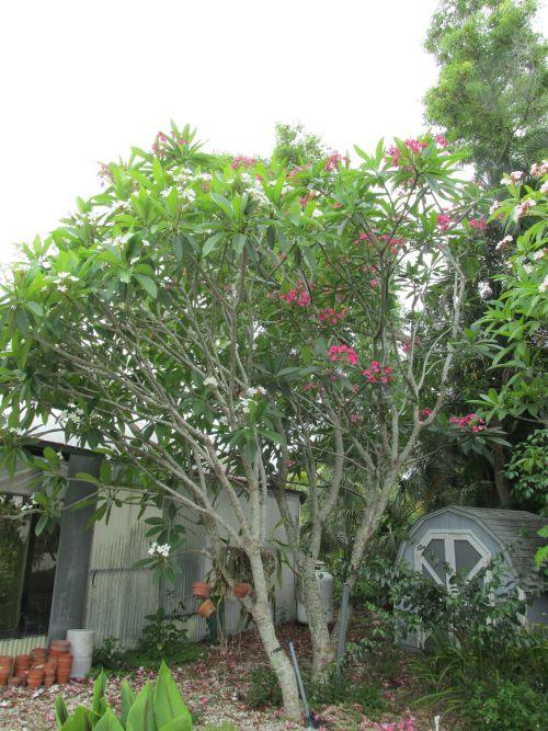 plumeria-spp-frangipani