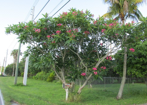 plumeria-spp-frangipani