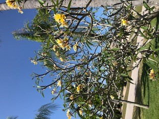 plumeria-spp-frangipani