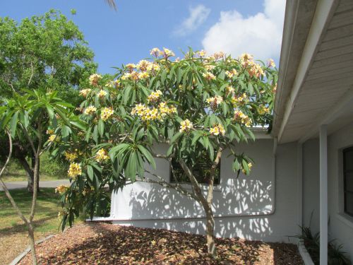 plumeria-spp-frangipani