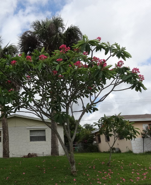 plumeria-spp-frangipani