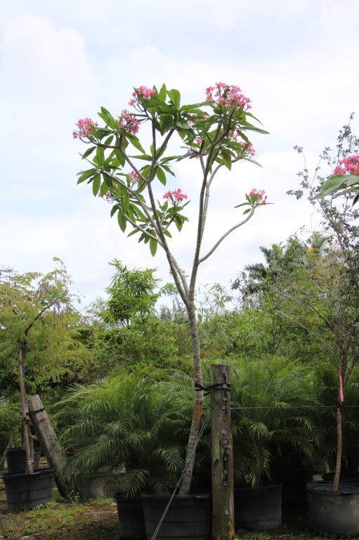 plumeria-spp-frangipani