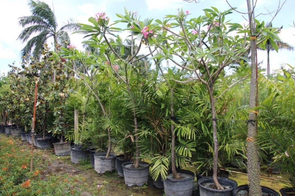 plumeria-spp-frangipani