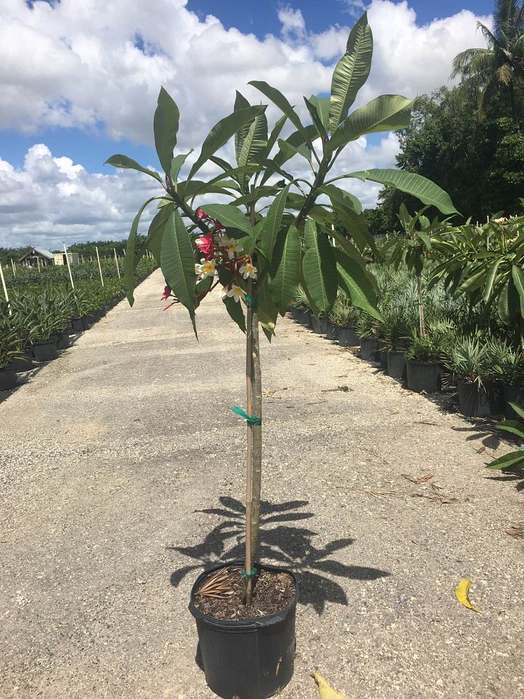 plumeria-spp-frangipani