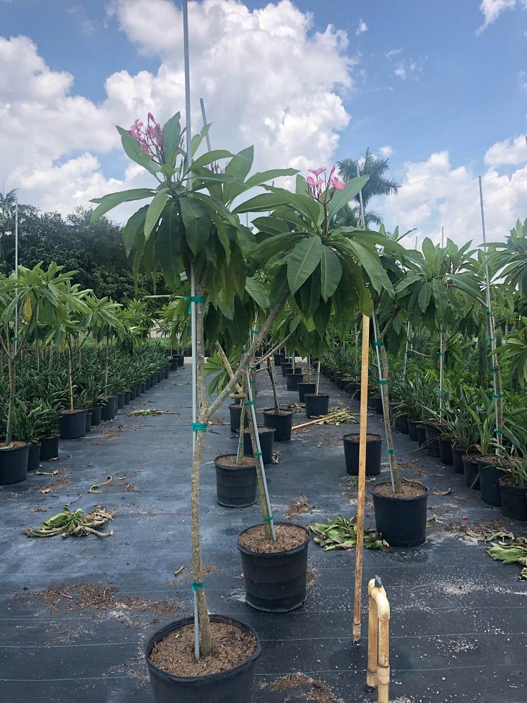 plumeria-spp-frangipani