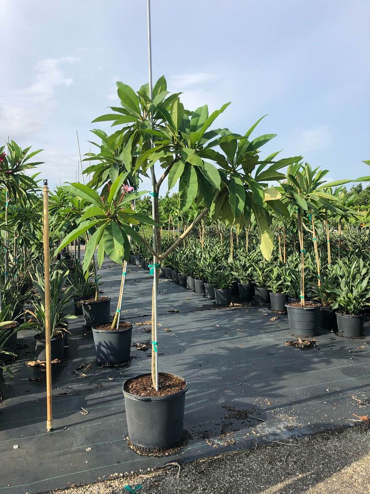 plumeria-spp-frangipani