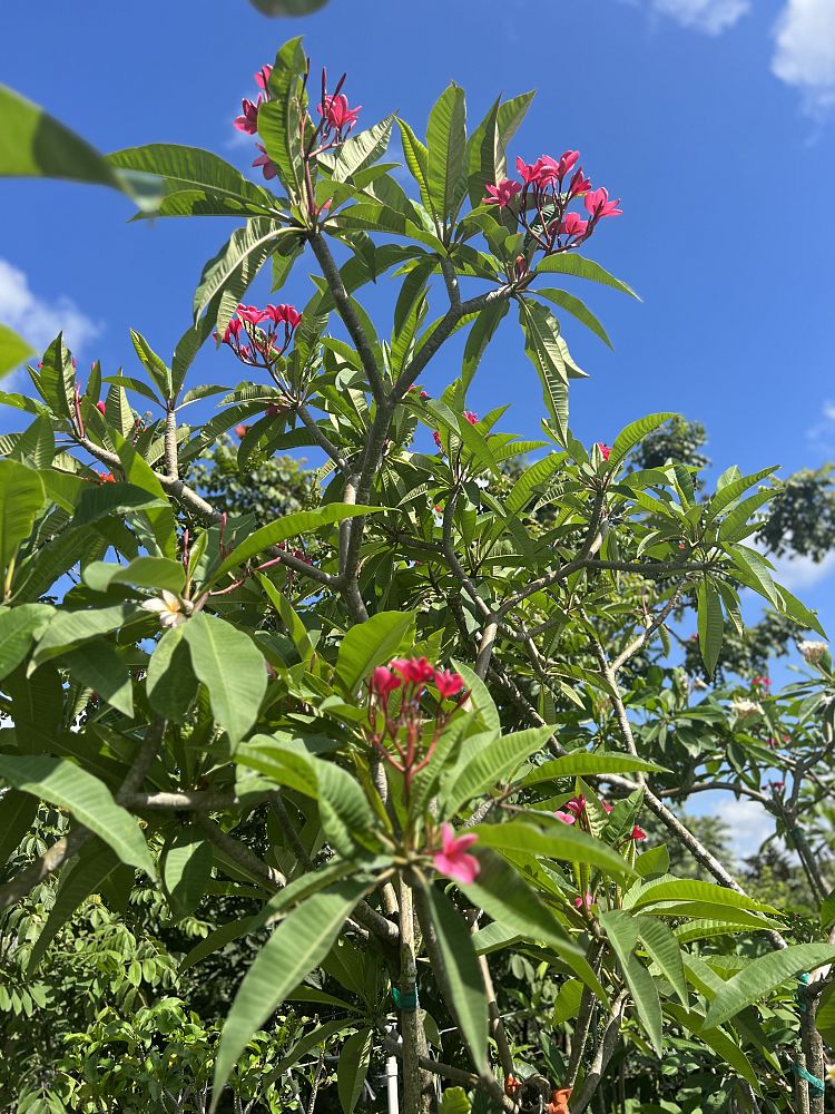 plumeria-spp-frangipani