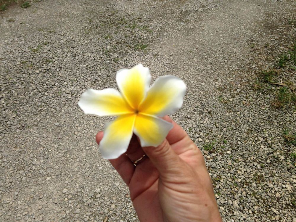 plumeria-spp-frangipani