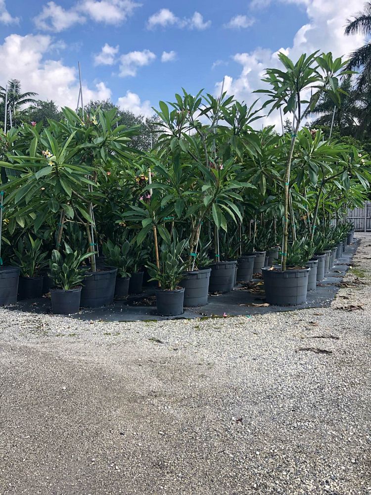 plumeria-spp-frangipani