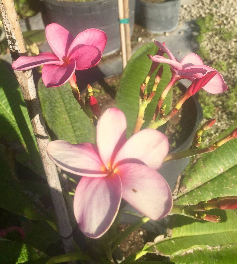 plumeria-spp-frangipani