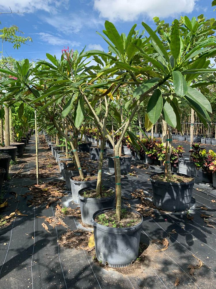 plumeria-spp-frangipani