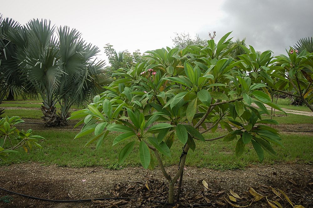 plumeria-spp-frangipani
