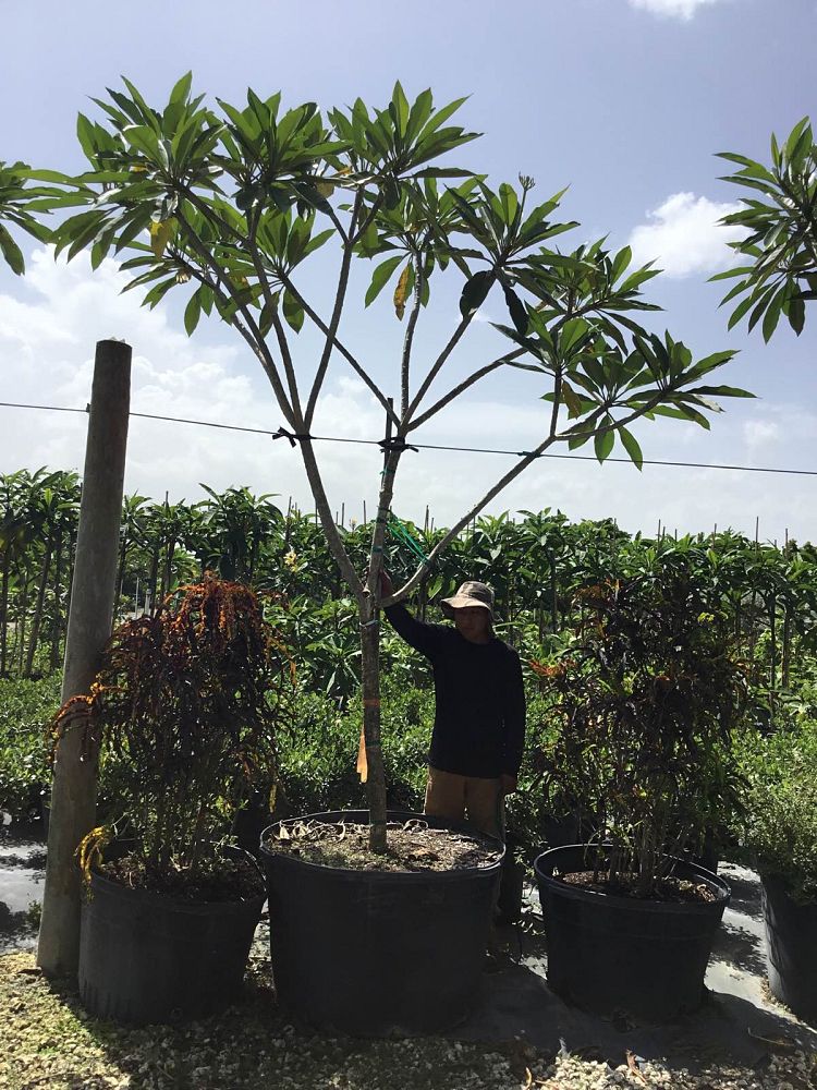plumeria-spp-frangipani