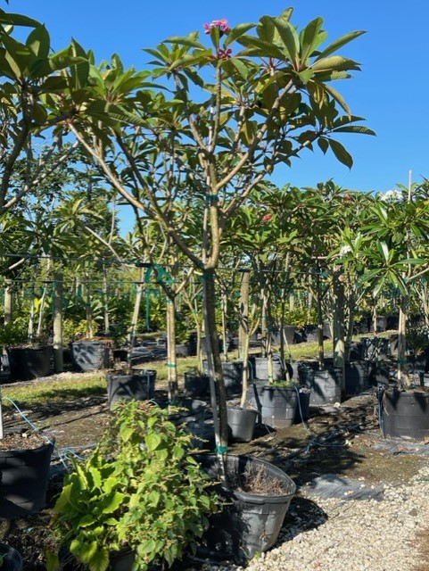 plumeria-spp-frangipani