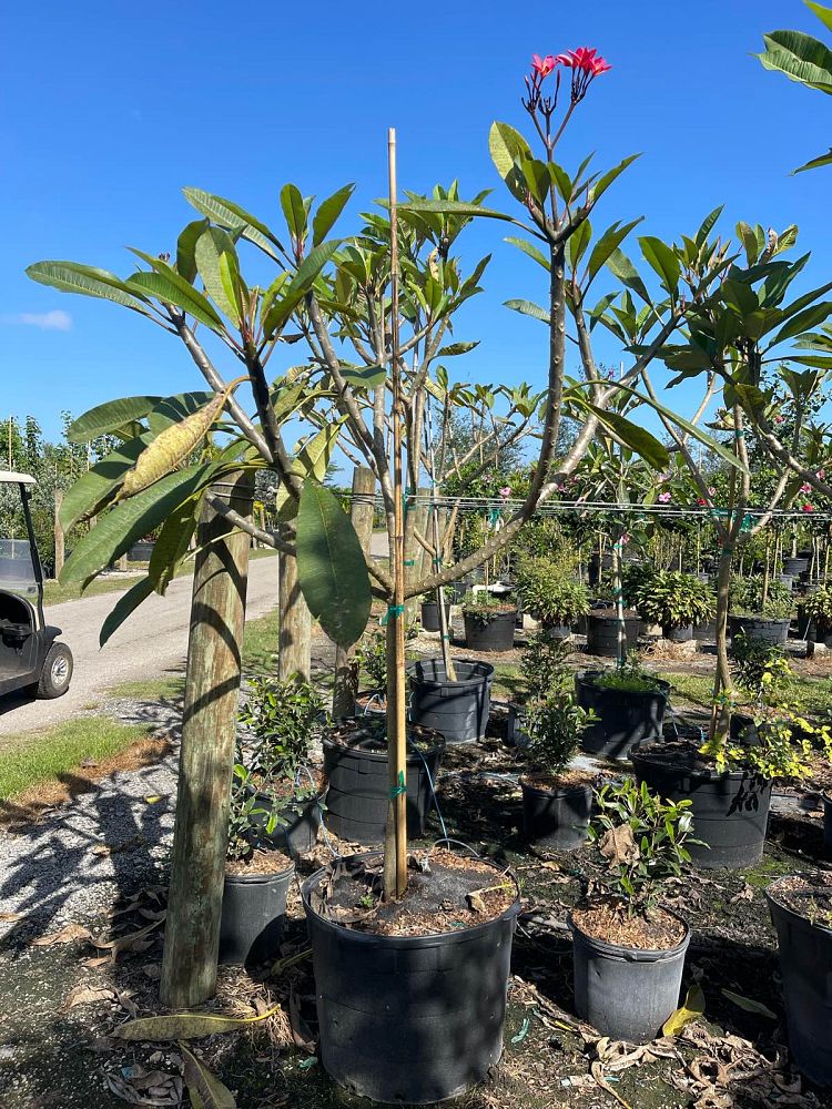 plumeria-spp-frangipani