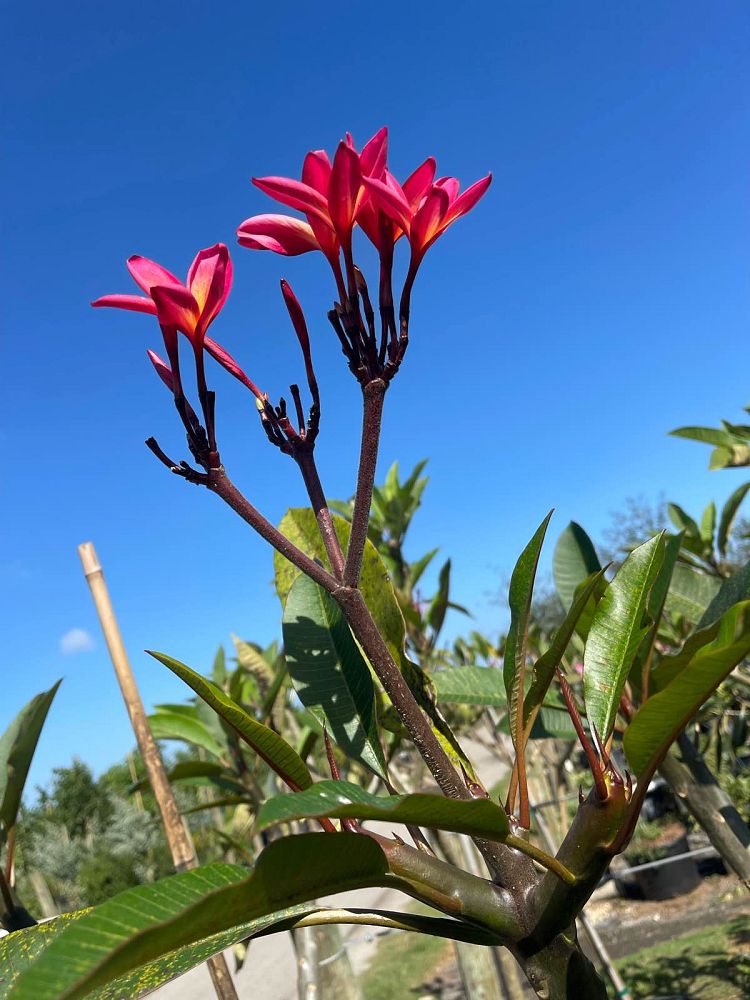 plumeria-spp-frangipani