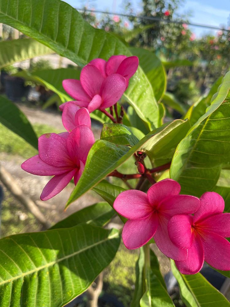 plumeria-spp-frangipani