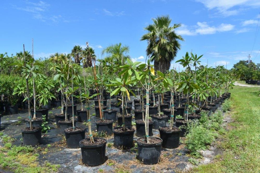plumeria-spp-frangipani