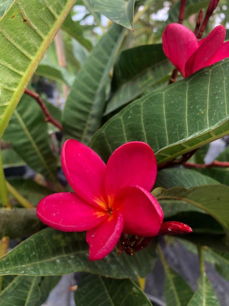 plumeria-spp-frangipani