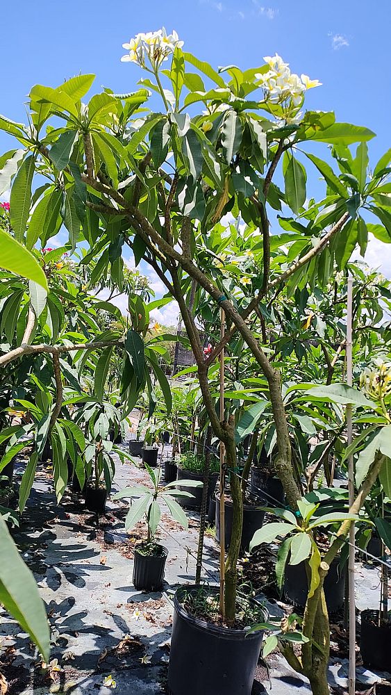 plumeria-spp-frangipani