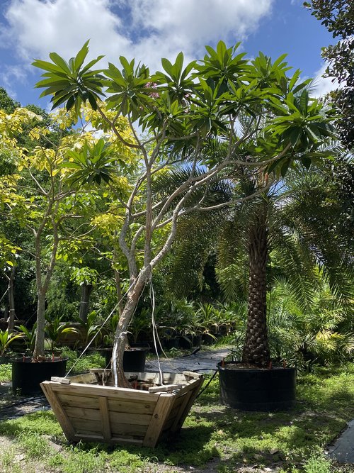 plumeria-spp-frangipani