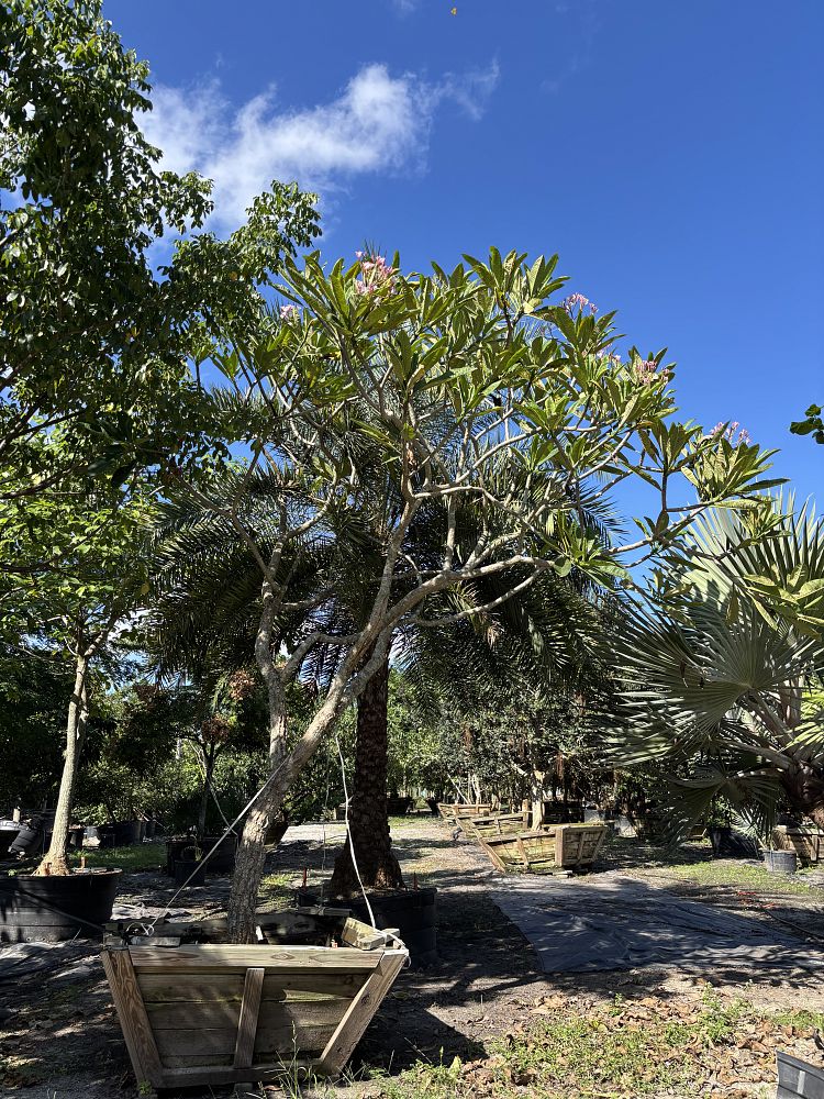 plumeria-spp-frangipani