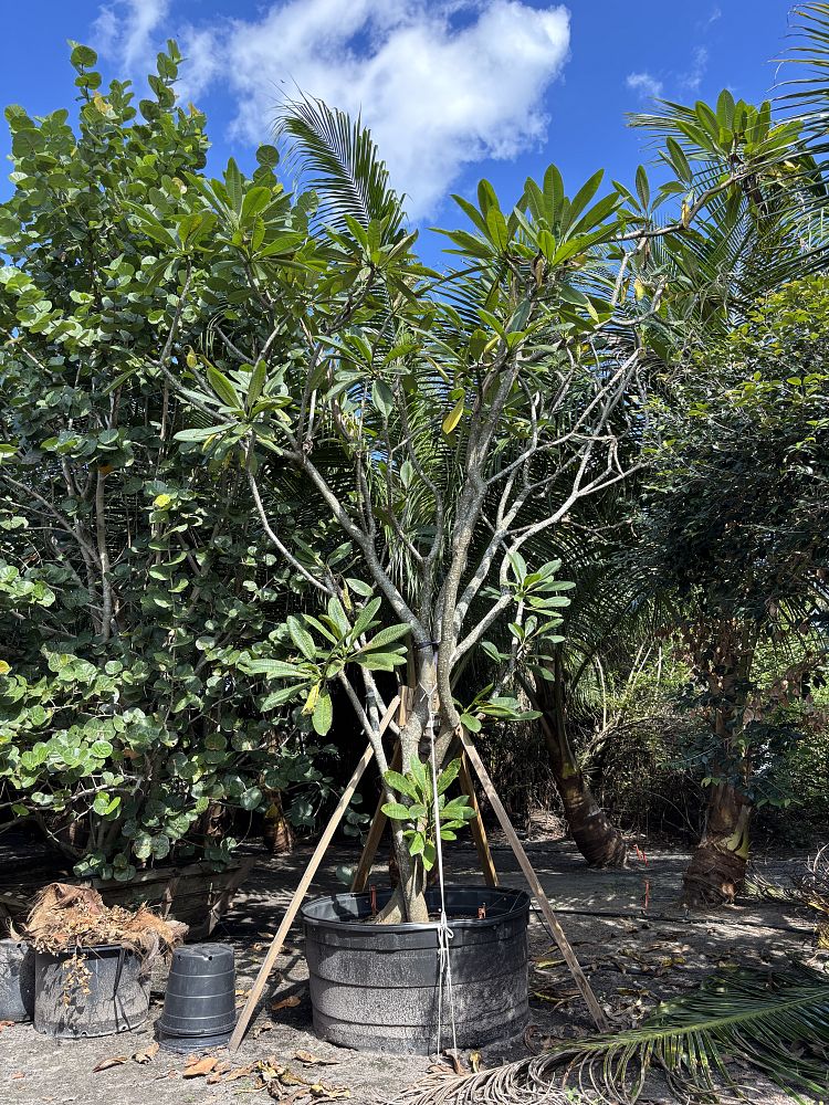 plumeria-spp-frangipani